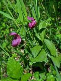 Cypripedium macranthos. Цветущие растения. Алтай, Кош-Агачский р-н, долина р. Верхняя Карасу, ≈ 1100 м н.у.м., берег реки, опушка березняка. 22.06.2019.