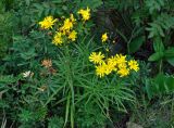 Hieracium umbellatum