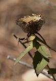 Centaurea pectinata