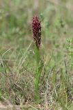 Anacamptis coriophora. Цветущее растение. Крым, Байдарская долина, окр. с. Орлиное, г. Пска-Баир. 31.05.2020.