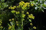 Euphorbia virgata