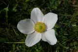 Anemone sylvestris