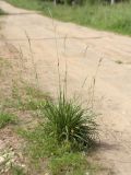 Festuca pratensis