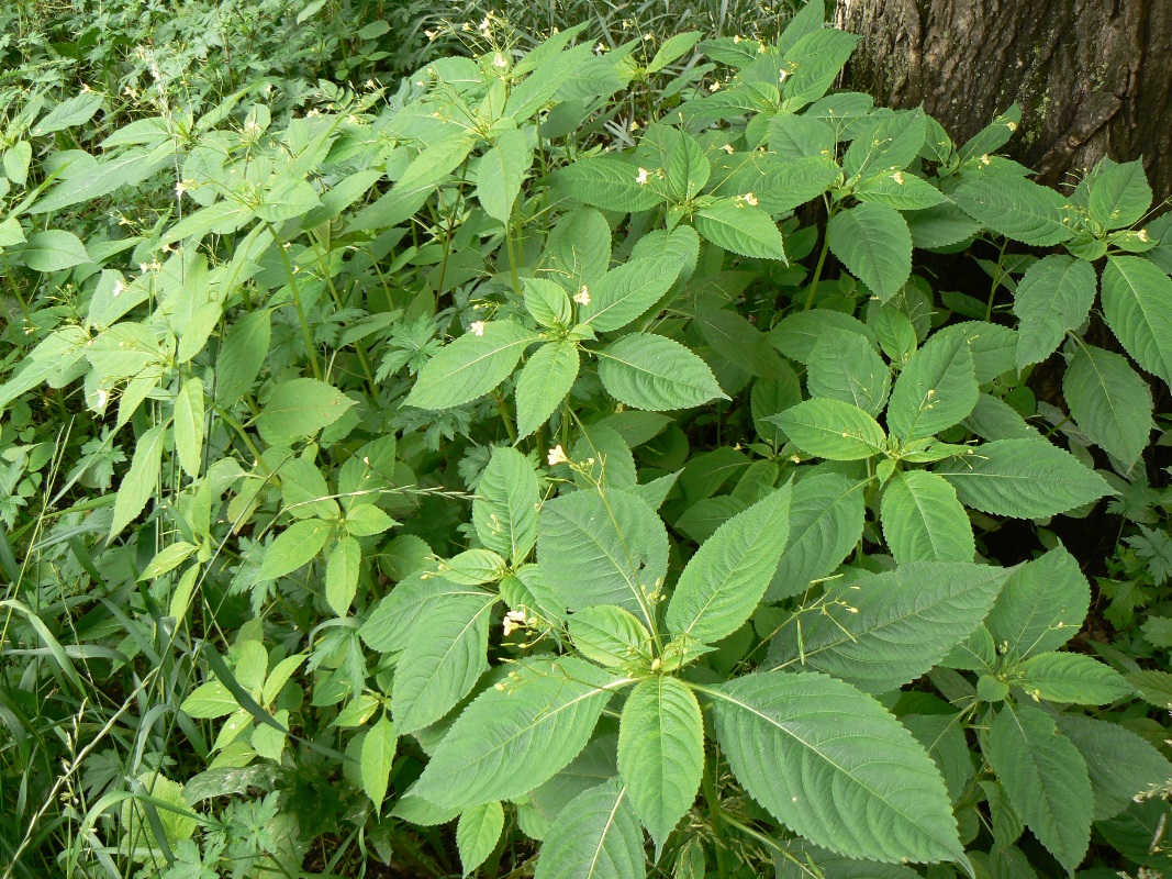 Изображение особи Impatiens parviflora.