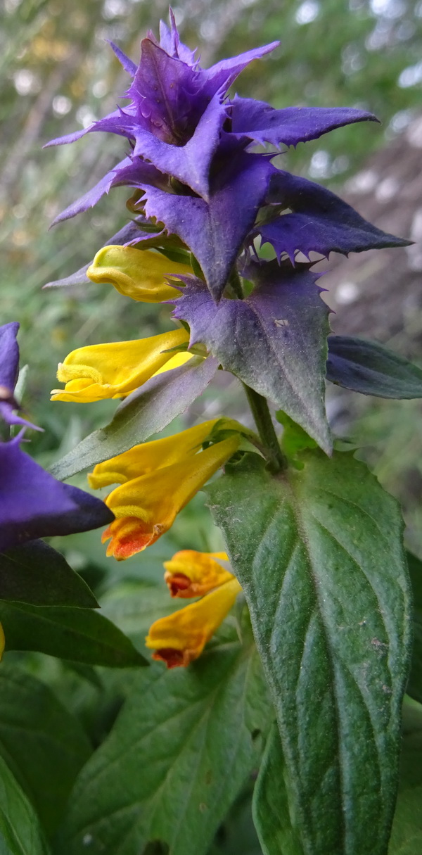 Изображение особи Melampyrum nemorosum.