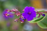 Tibouchina urvilleana