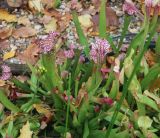 Sarracenia leucophylla