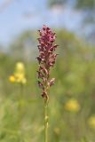 Anacamptis coriophora. Верхушка побега с соцветием. Крым, Байдарская долина, луг. 06.06.2023.