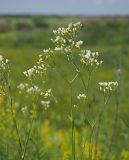 Eremogone longifolia. Верхние части цветущих растений. Ульяновская обл., Мелекесский р-н, окр. с. Александровка, долина р. Бирля, луг на склоне оврага. 17.06.2023.