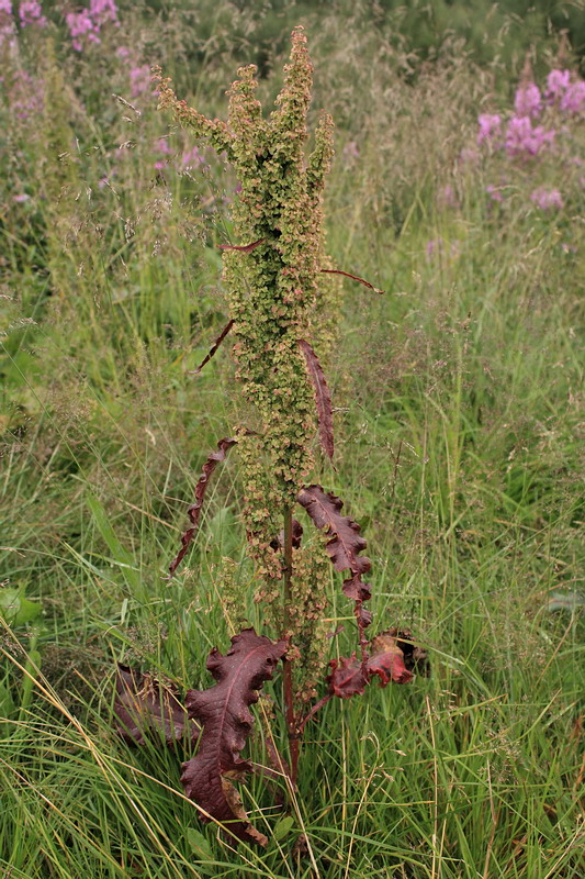 Изображение особи Rumex longifolius.