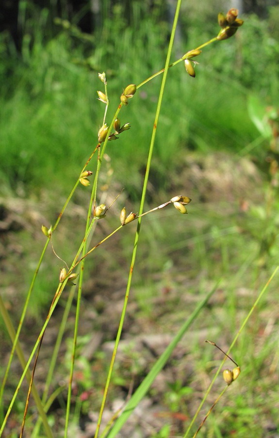 Изображение особи Carex disperma.