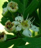 Crataegus pontica