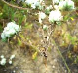 Cymbolaena griffithii. Нижняя часть выкопанного плодоносящего растения с корнем. Копетдаг, Чули. Май 2011 г.