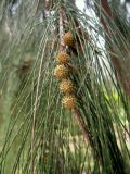 Casuarina equisetifolia. Ветвь с соплодиями. Турция, пров. Анталья, г. Кемер, в культуре. 05.05.2012.