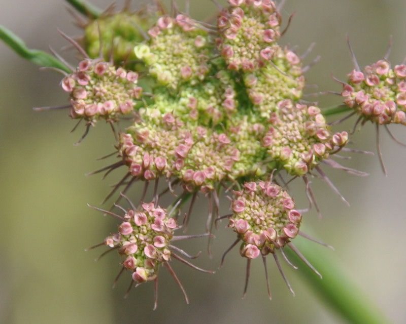 Изображение особи семейство Apiaceae.