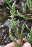 Cassiope ericoides