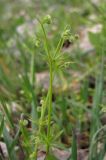 Galium vaillantii. Побеги с плодами. ЮВ Крым, окр. пос. Новый Свет, обочина. 20 апреля 2013 г.