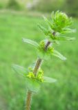 Cruciata laevipes