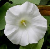 Calystegia sepium