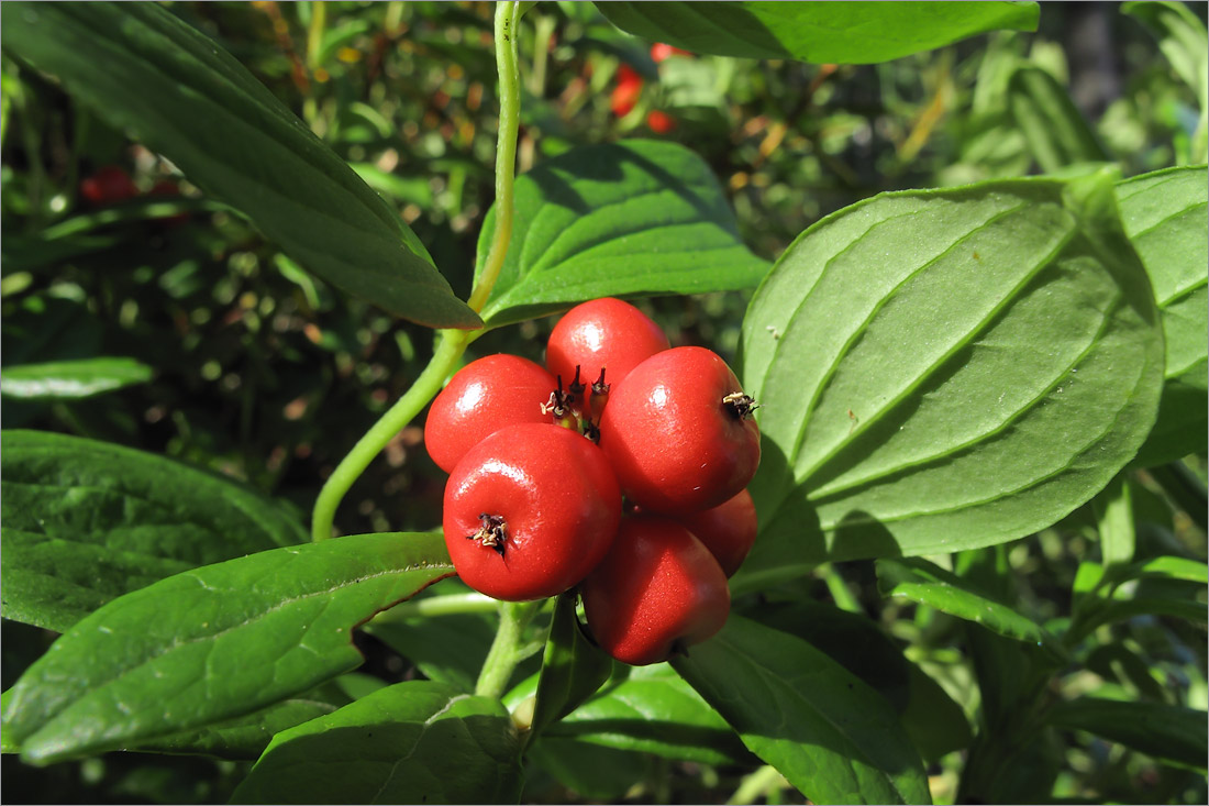 Изображение особи Chamaepericlymenum suecicum.