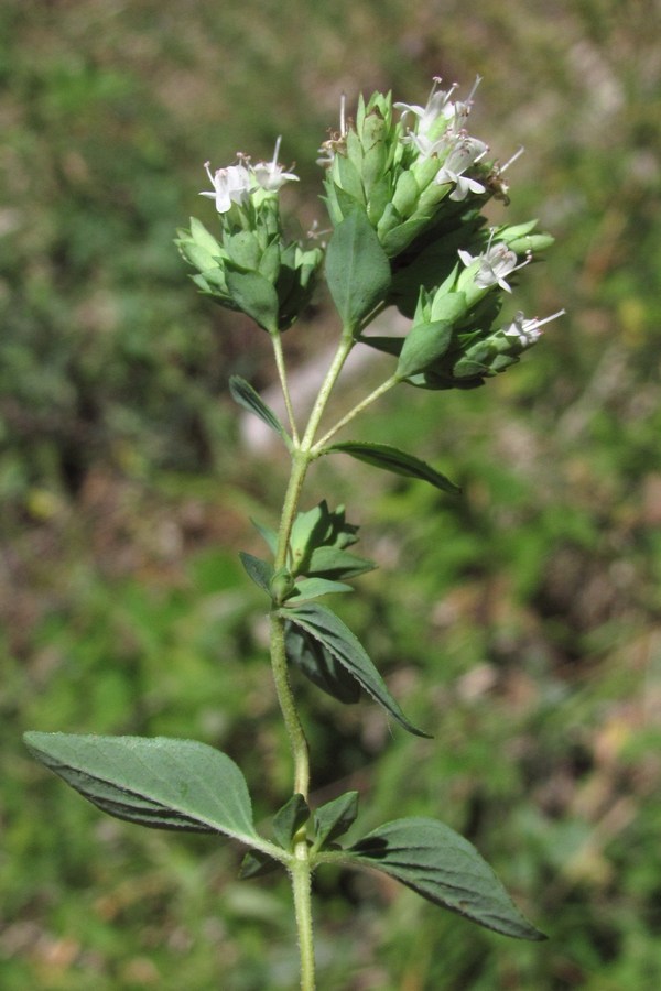 Изображение особи Origanum vulgare.