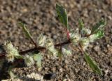Forsskaolea angustifolia