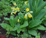 Primula macrocalyx