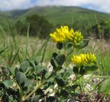 Melilotoides cretacea. Верхушка цветущего растения. Краснодарский край, г. Новороссийск, гора Большой Маркотх. 03.05.2014.