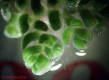 Azolla caroliniana. Верхушка вайи. Киев, Институт ботаники, в аквариуме, взято из пруда на Южной Борщаговке. 25 августа 2014 г.