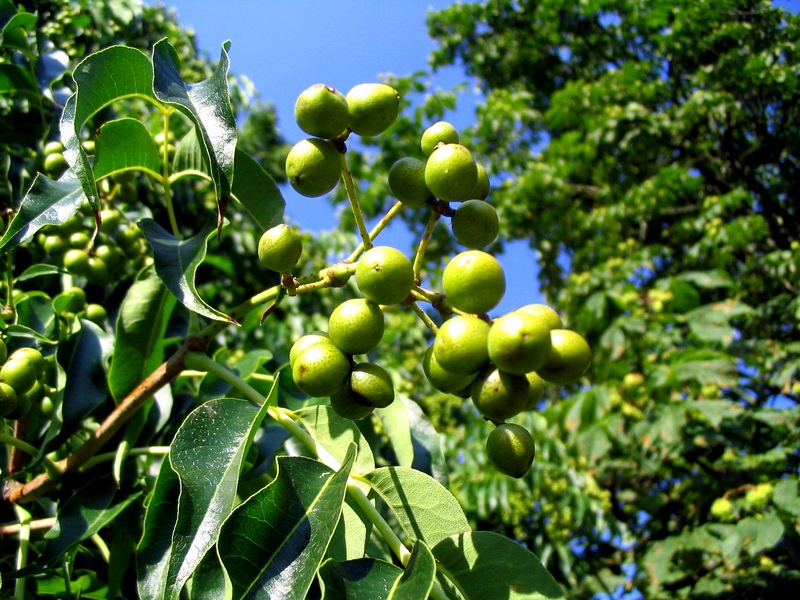 Изображение особи Phellodendron amurense.