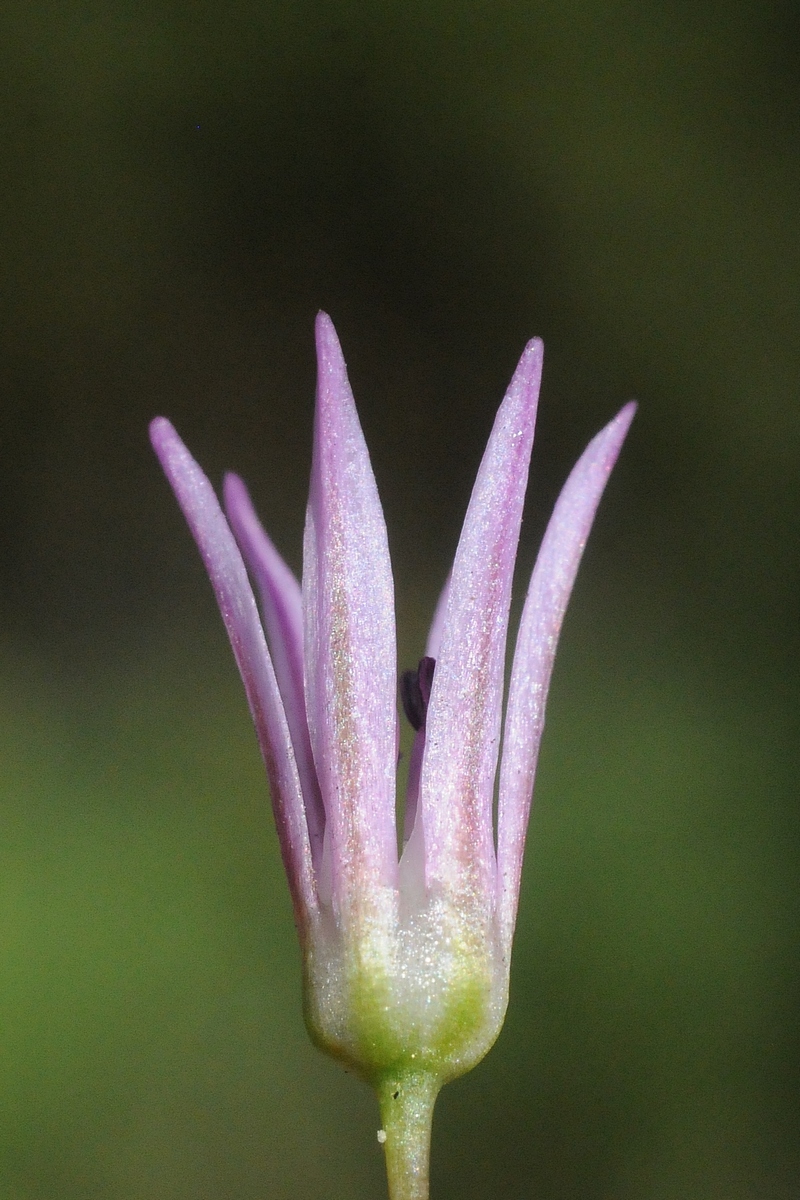 Image of Allium pseudowinklerianum specimen.