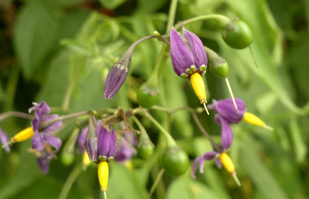 Image of Solanum dulcamara specimen.