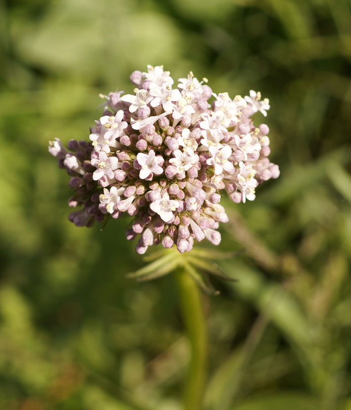 Изображение особи Valeriana dubia.