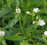 Cerastium bungeanum