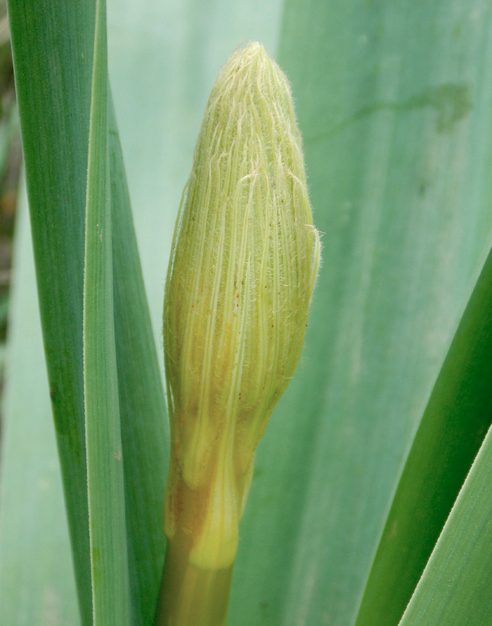 Изображение особи Eremurus spectabilis.