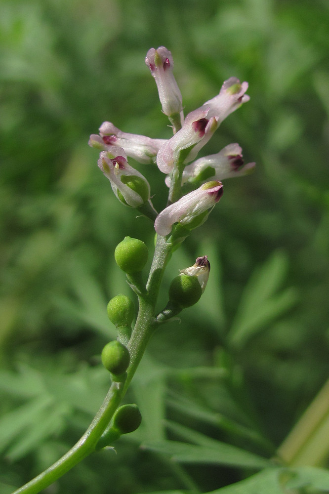 Изображение особи Fumaria parviflora.