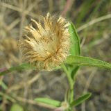 Centaurea trichocephala