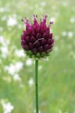 Allium sphaerocephalon