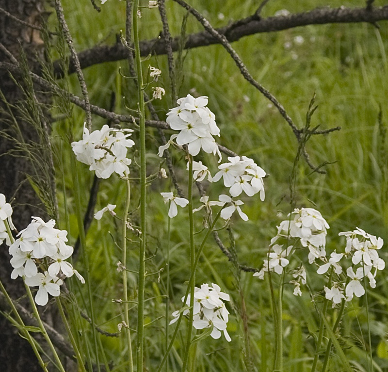 Изображение особи Hesperis sibirica ssp. pseudonivea.