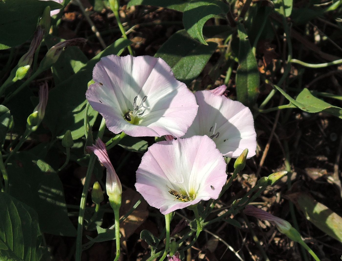 Изображение особи Convolvulus arvensis.