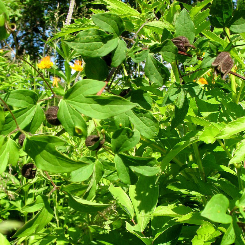 Image of Clematis fusca specimen.