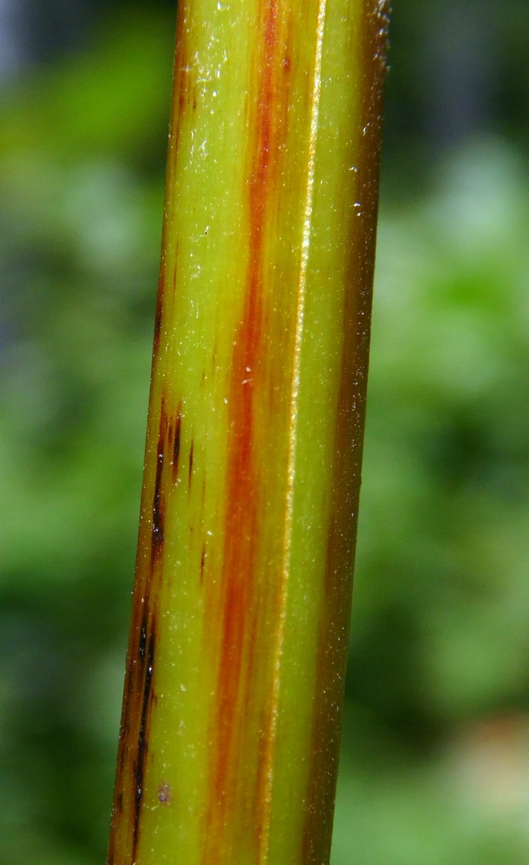 Изображение особи Pteridium aquilinum.