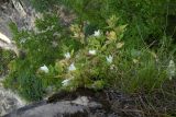 Campanula pendula. Цветущее и плодоносящее растение. Республика Адыгея, Майкопский р-н, ок. 1 км севернее пос. Хамышки, южный склон горы Монах, выс. ок. 1000 м н.у.м., на краю скалы. 21.08.2016.