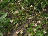 Cochlearia danica