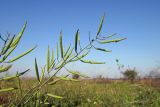 Brassica campestris