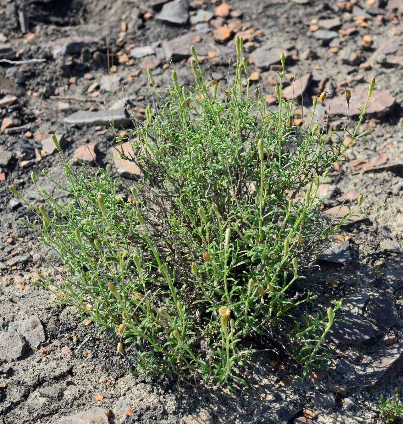 Изображение особи Silene fruticulosa.