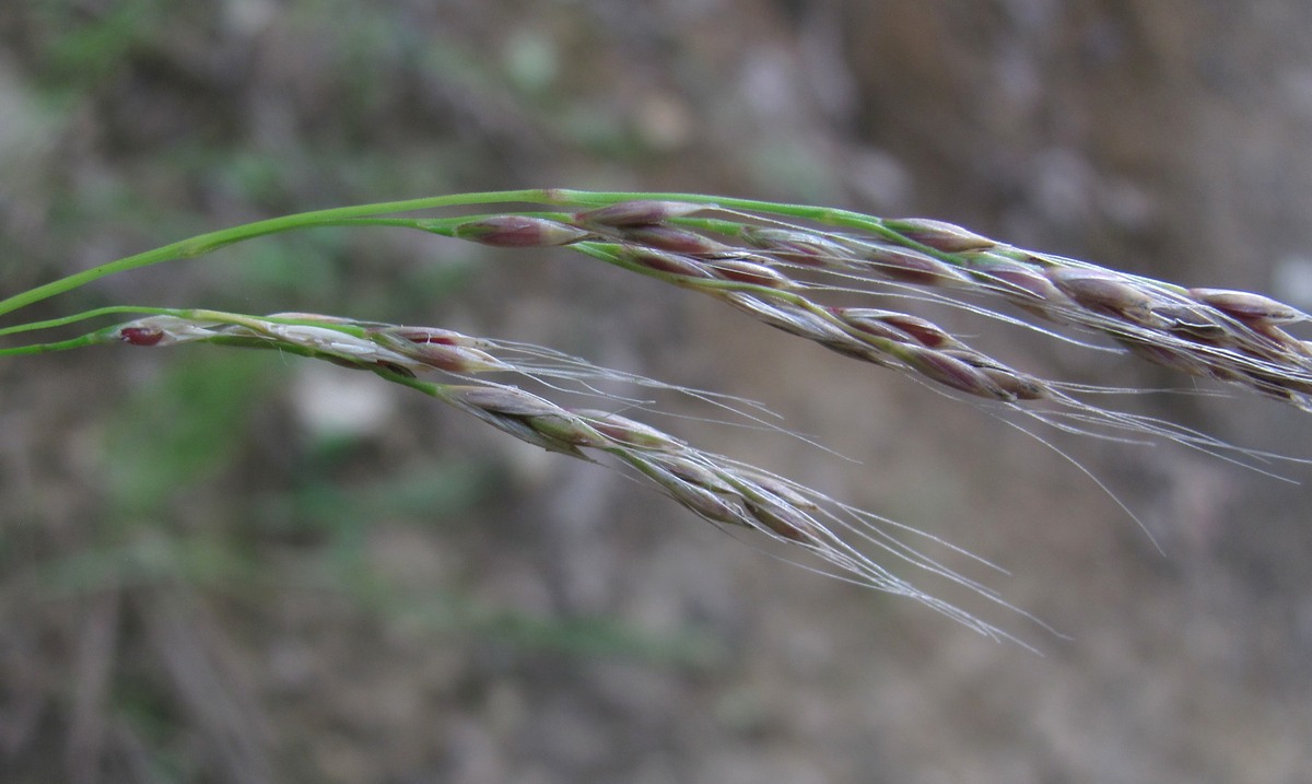 Изображение особи Festuca gigantea.