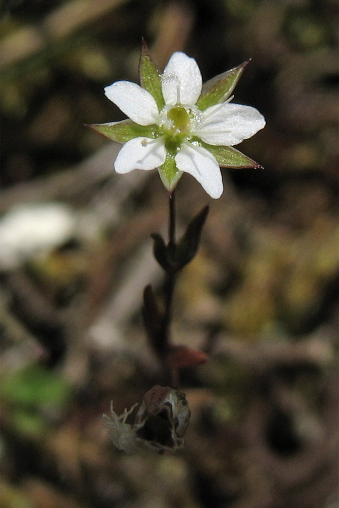 Изображение особи Minuartia hybrida.