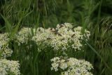 Cardaria draba