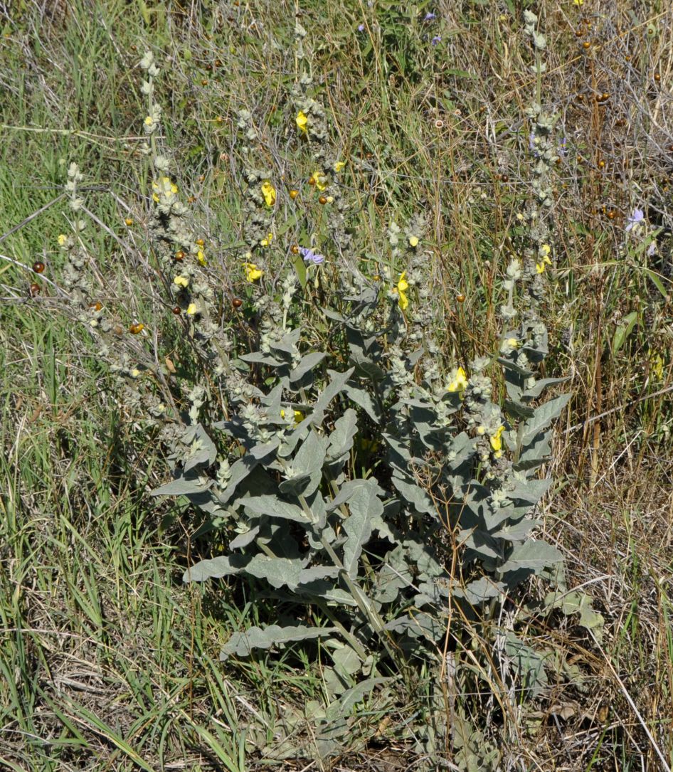 Изображение особи род Verbascum.